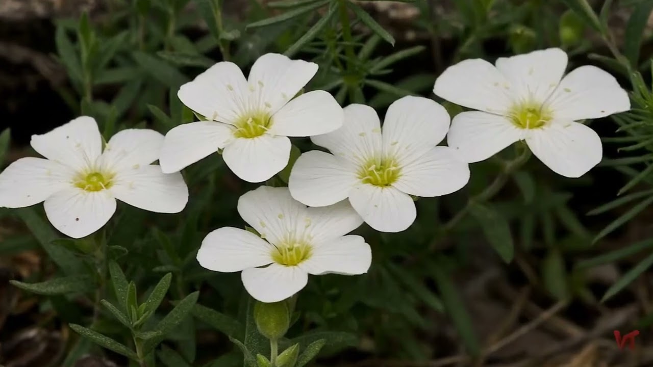 Низкорослое растение Аренария (Arenaria)