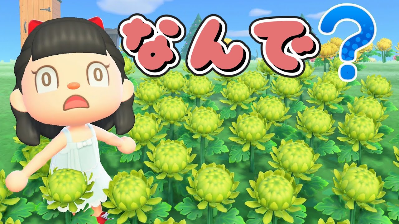 【あつ森】攻略サイトの通りに緑のキクの交配をやった結果が意外過ぎた件について！キクを全色咲かせるまで終われません【ゆっくり実況】