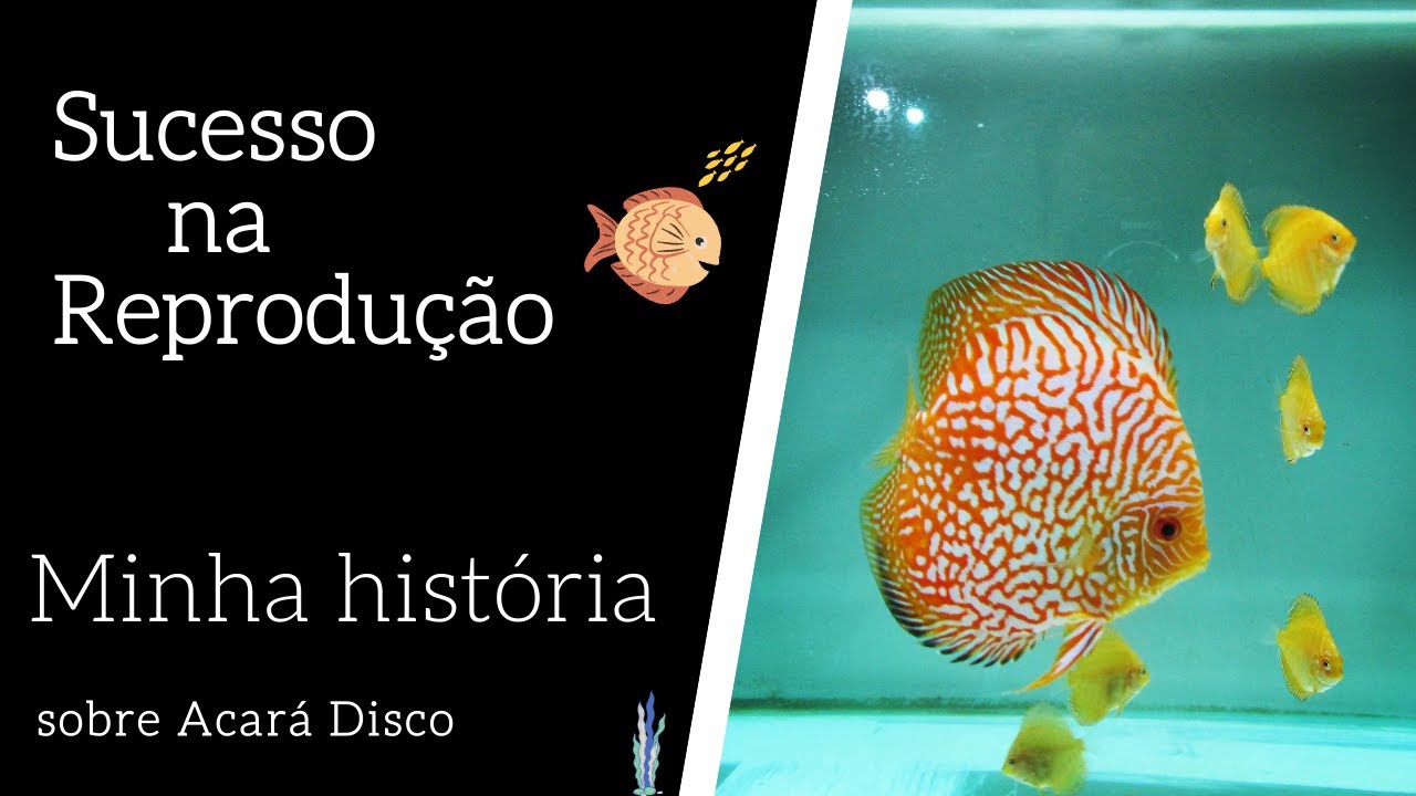 Acará Disco reprodução Revelando segredos