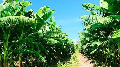 Bầu Đức: ‘Chúng tôi chỉ kêu gọi đầu tư chứ không bán đất’