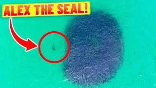 Seal Playing at Bondi Beach, Sydney! (INCREDIBLE drone footage)
