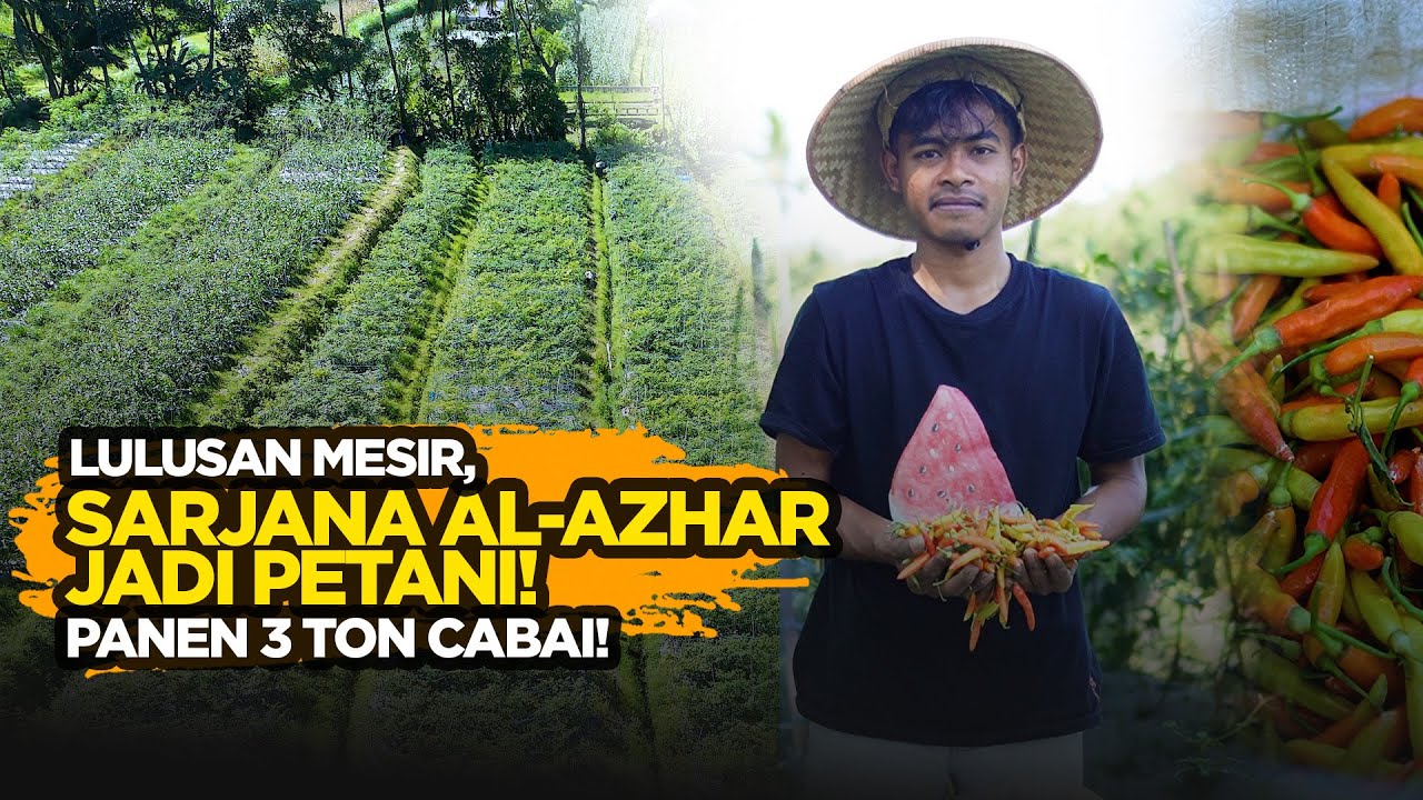 Sarjana Al Azhar Cairo Jadi Petani Cabai, Panen 3 Ton dari 3 000 m²