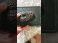 This is a huge avocado