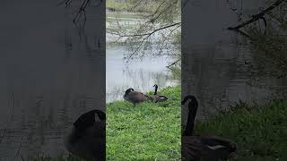 Canada Goose