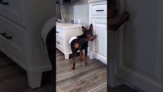 🐾 5 things to know about potty training a Min Pin
