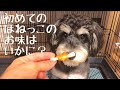 【R君】ミニチュアシュナウザー初めてのほねっこ