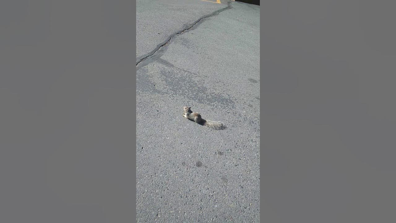 Squirrel running in circles. Something is wrong with this squirrel