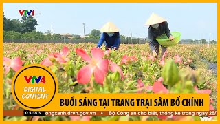 Buổi sáng tại trang trại sâm bố chính | VTV4