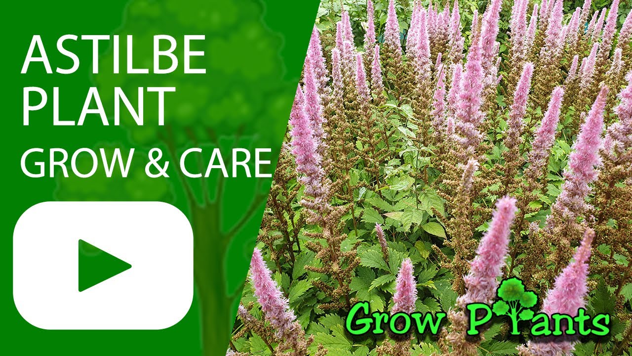 Astilbe plant - grow & care (False spirea) - YouTube