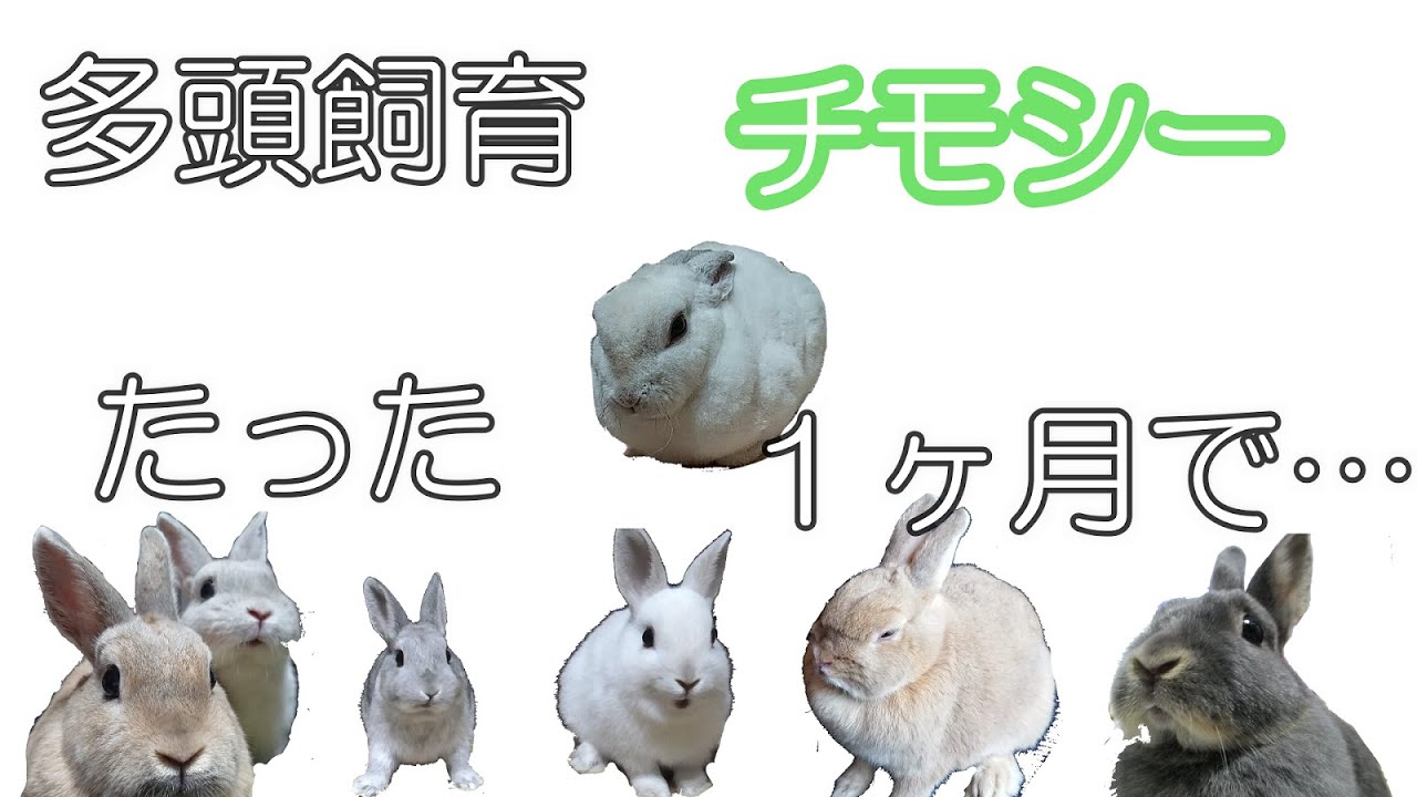 大散財 うさぎ７羽の１ヶ月のチモシー消費量が意外だった Youtube