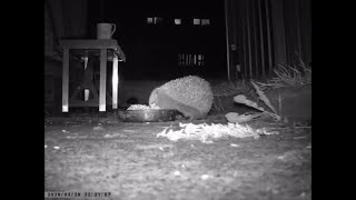 Garden Friends The return of the Hedgehogs 2026