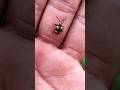 Asian beetles you've never seen #anyuniqueanimals #beetle#insects #beautifulinsects #nature #shorts
