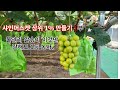 샤인머스켓 포도 1등 농사 관건은  물관리 알솎이#샤인머스켓 #감문농약사#청금농장#물관리#포도#비료#알키우기#비대#당도#일소#신품종