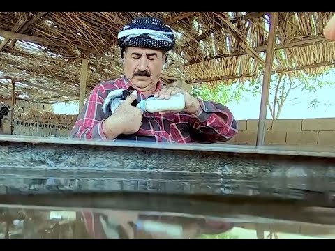 هنرمند اصیل کورد که به کار دامداری پرداخته