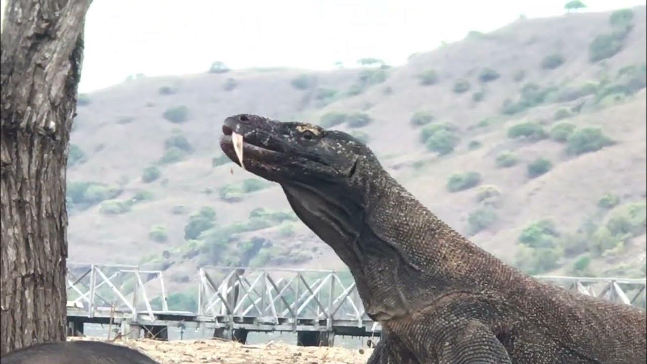 Komodo dragon eating wild boar till gone 🫣 - YouTube