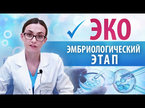 Оплодотворение и перенос эмбриона. Основные моменты эмбриологического этапа ЭКО