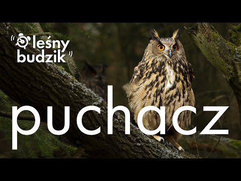 Leśny Budzik - Puchacz