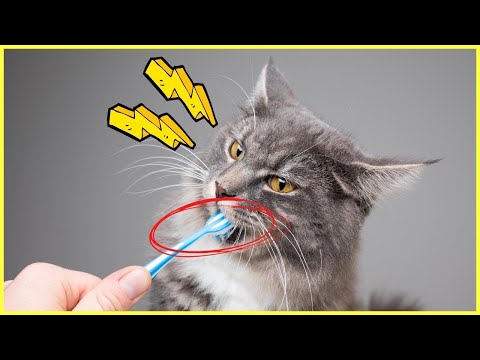 Video: 5 Katzenpflegefehler, die Sie wahrscheinlich machen