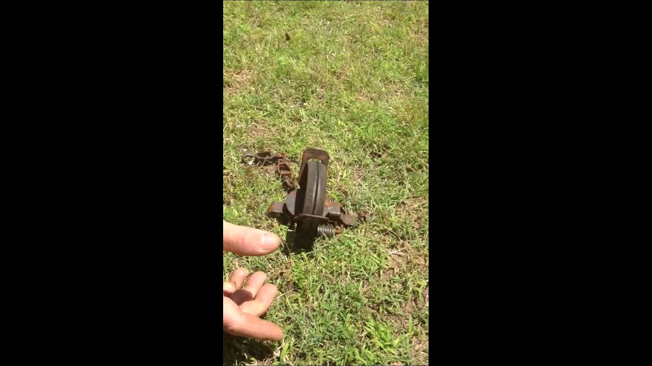 removal of fallopian tube Coyote Trap - Fox Trap - How humane they are demonstrated! Alpharetta - Johns Creek GA