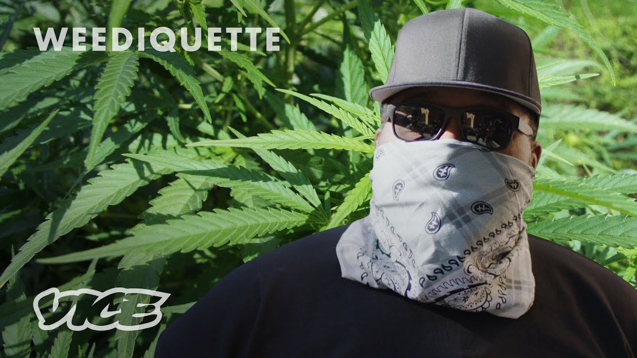 How I Smuggle Weed From California To New York | Weediquette