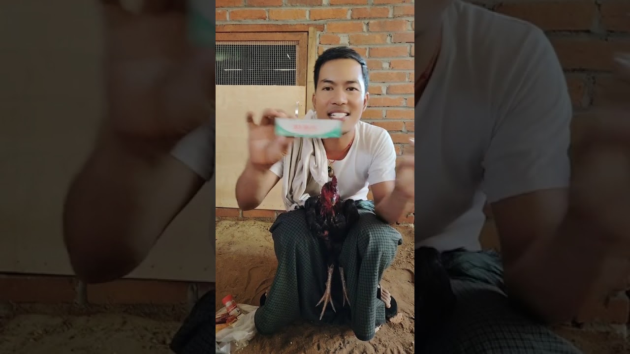 ##တိုက်ဝိုင်းအပြန် ကုသပုံလေး ညီကိုတွေလေးစားလျက်ပါဗျ##တိုက်ကြက် 🐔