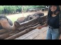 Unbelievable moment wildlife elephant in Asian | Wild Animal Tube News SriLanka #elephant #wildlife