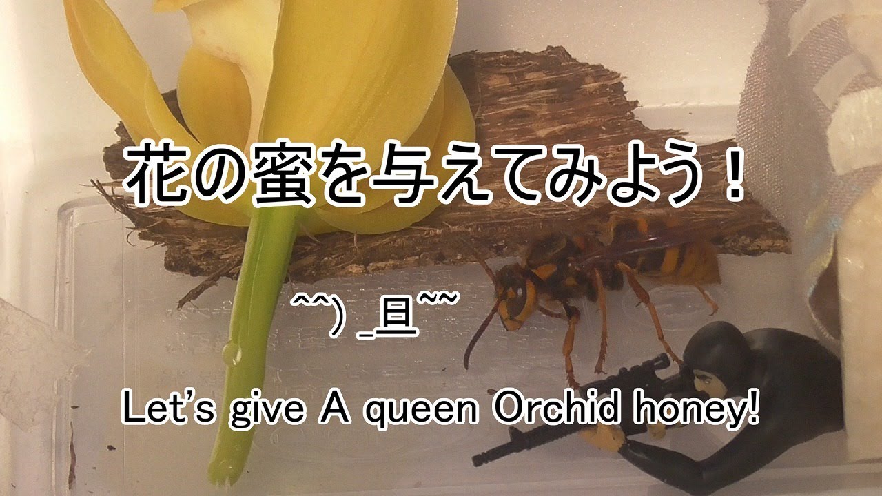 スズメバチ 花の蜜を与えてみよう Let S Give A Queen Orchid Honey Youtube スズメバチ 花の蜜を与えてみよう Let S Give A Queen Orchid Honey Youtube