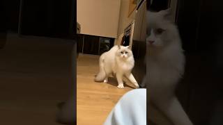 Why Cats Crab Walk Sideways 😳