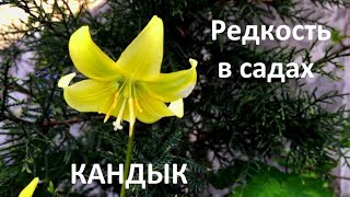 КАНДЫК  осенняя посадка. Редкое луковичное растение в наших садах