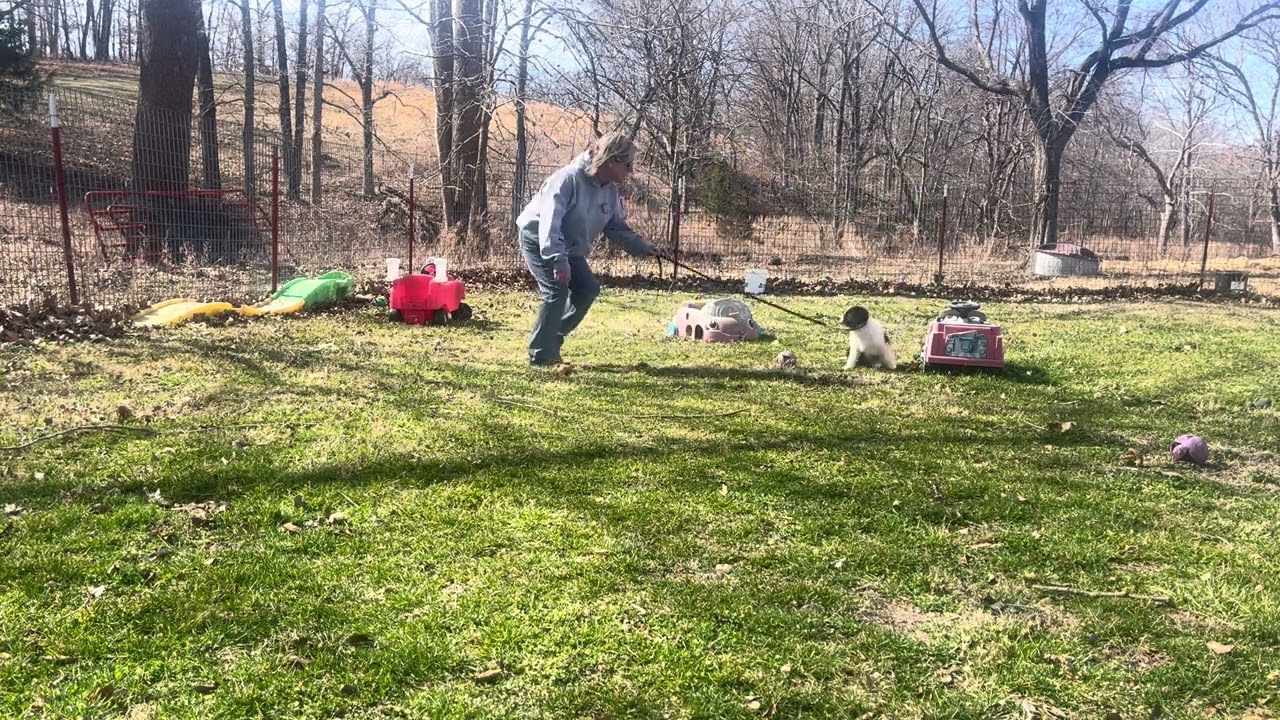 “Olivia” Juniper’s black tri female 