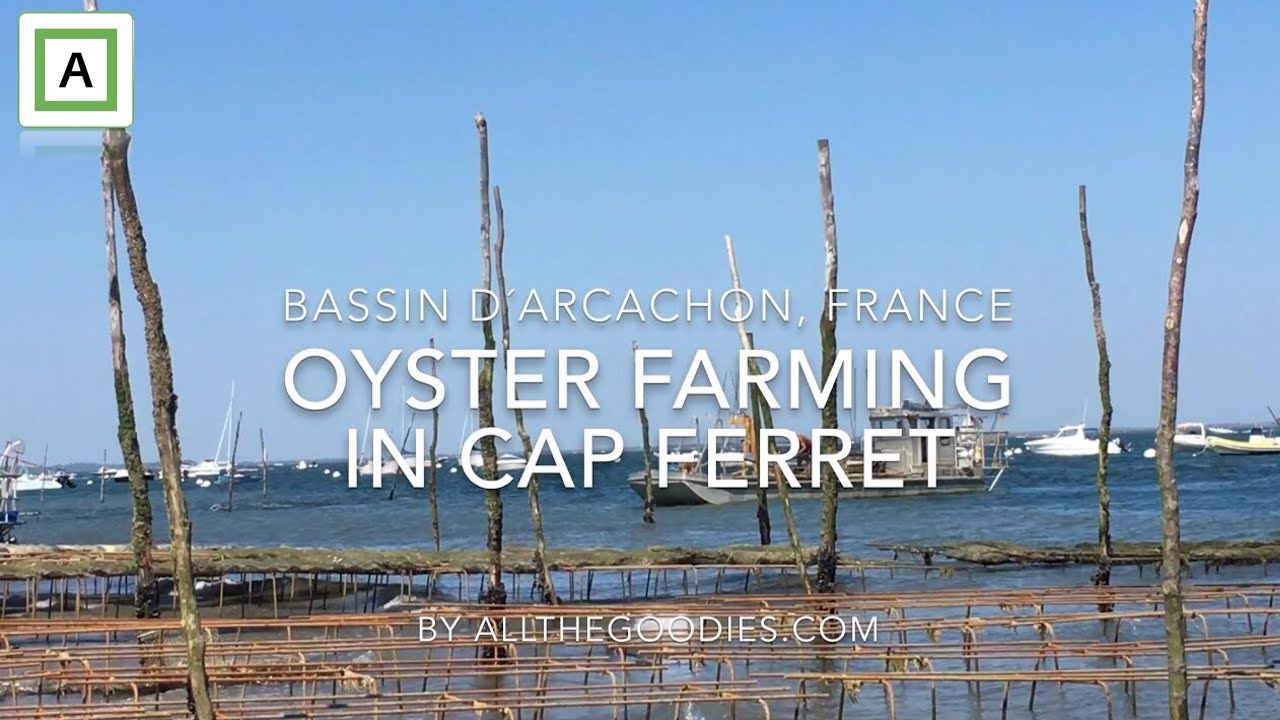 Oyster farming in Cap Ferret, France | allthegoodies.com