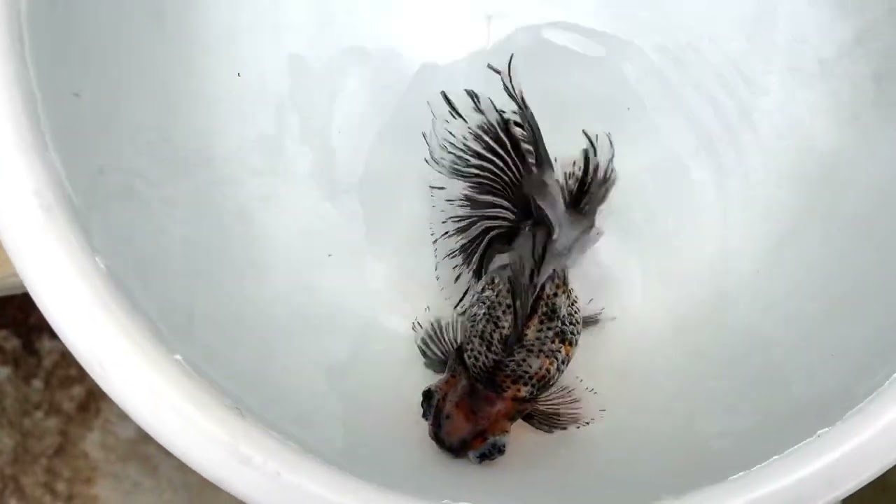 11141 male silver Kirin telescope butterfly