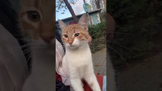 Elif Uçağa Diyorum Nee Ne Şfet