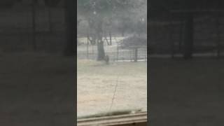 This goat can escape anything..she jumps a 6 foot fence