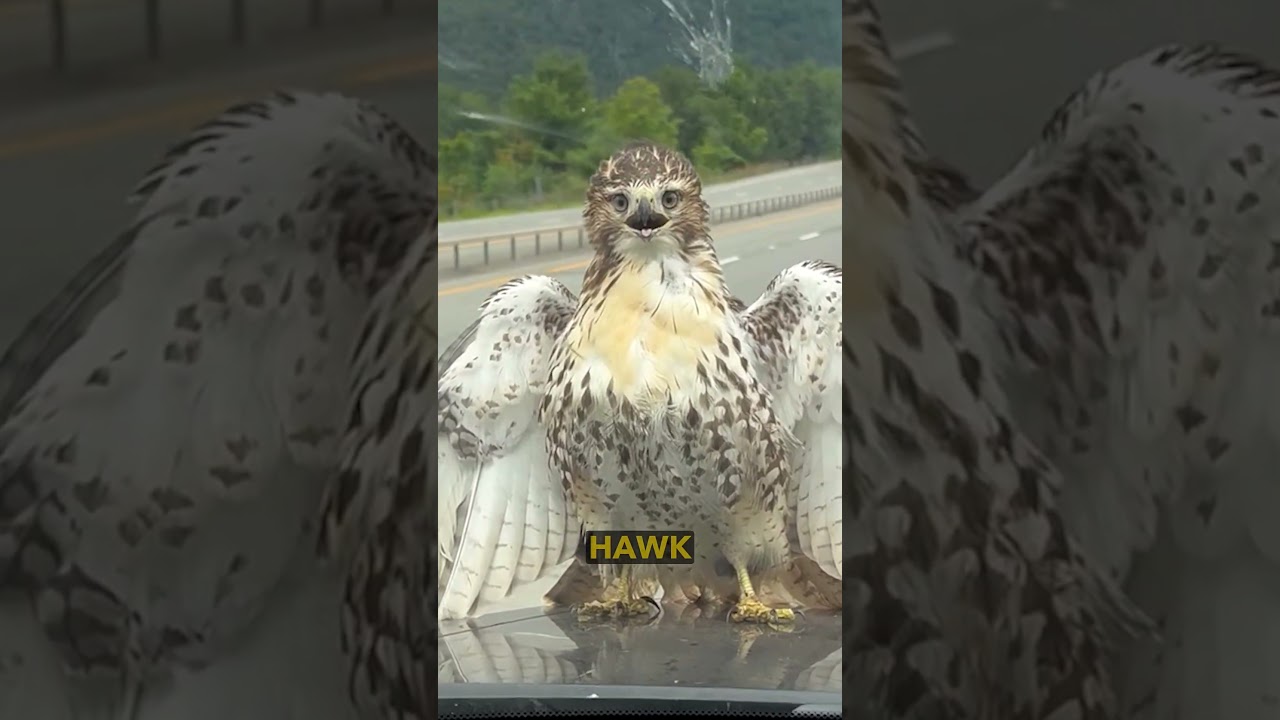 Hawk Hit by Truck Talks Back