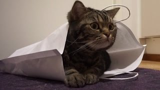 Кот и бумажный пакет; Cat and paper bag Кот и бумажный пакет; Cat and paper bag