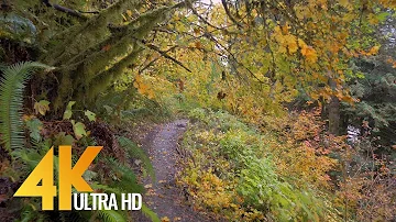 Autumn Forest Walk in 4K | 2.5 HRS Nature Video with Nature Sounds and Birds Singing