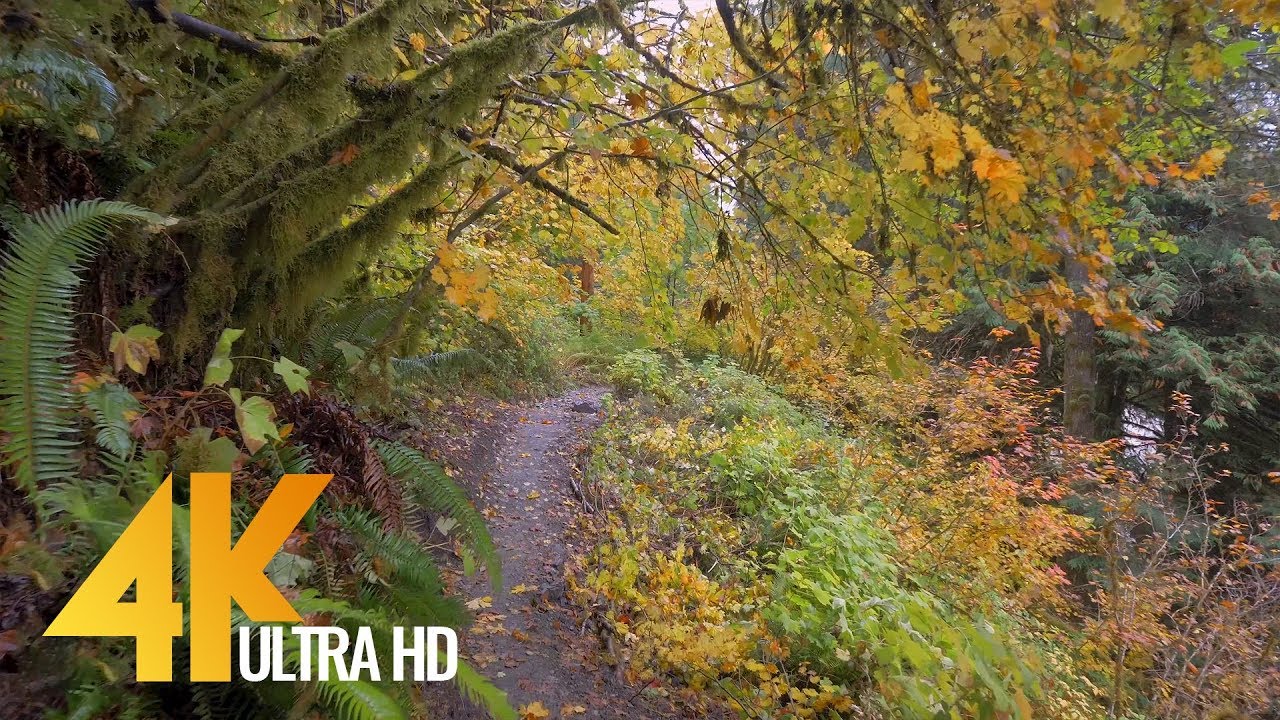 Autumn Forest Walk in 4K   2 5 HRS Nature Video with Nature Sounds and Birds Singing