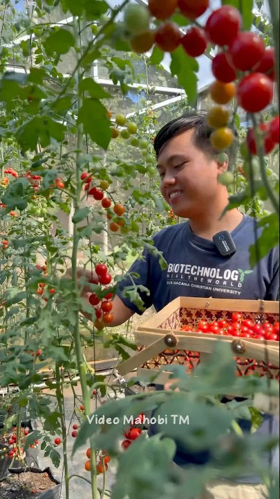 A bountiful cherry tomato harvest in the home garden 🙌😃 #youtubeshorts #gardening