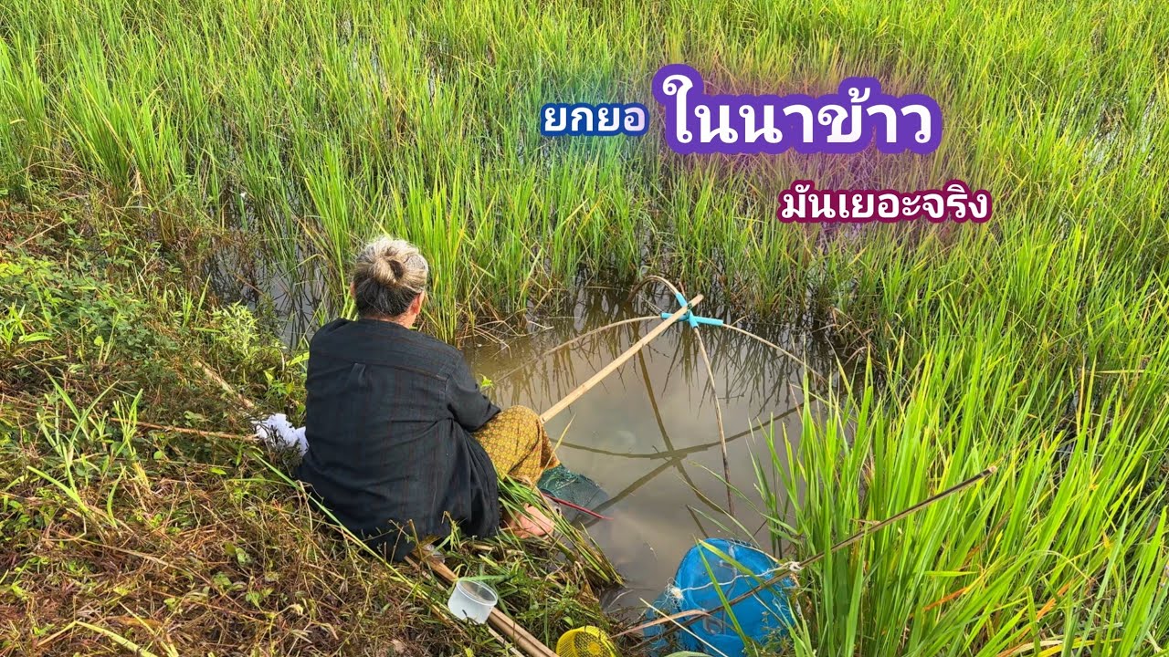 ยกยอ ในนาข้าว ปลาในนาเยอะอะไรขนาดนี้ / บ้านนอก EP.944