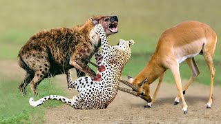 OMG! Hyenas Really Want Knock Down Leopard To Save Impala? The God Help Impala Escapes Predator