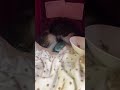 シャチくんの成長！