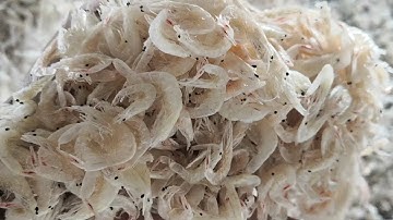 optical sorting for dry shrimp