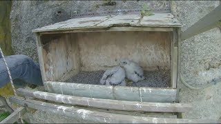 Great Spirit Bluff Falcon Cam ~ Both Babies Are Returned To The Nest 5.28.17