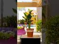 🌱 Secret Home Gardening Hacks 😱 Grow Plants Faster & Bigger | Gardening Tricks #shorts#gardening