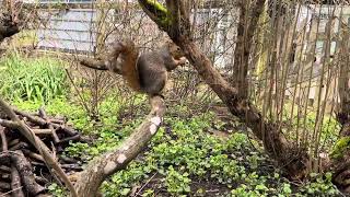 Squirrel goes nuts!