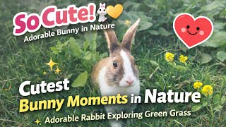 So Cutest Bunny Moments in Nature ||Rabbits Vibes screenshot 5