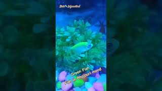 Green Fish Shorts Video Aquarium #aquariumvideo #greenfish #fishshortvideo #fishvideo2023