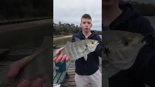 Silver Trevally LOVE chicken! #fyp #fishing #viral #melbourne