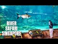River Safari Singapore Walking Tour (2020)